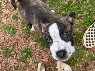 Bella
