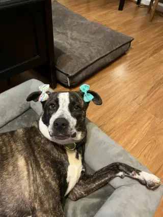 Bella