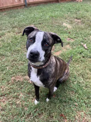 Bella