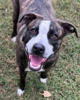 Bella