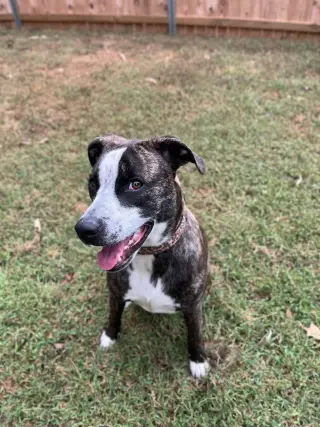 Bella