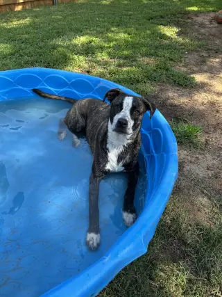 Bella