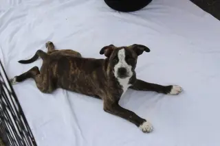 Bella
