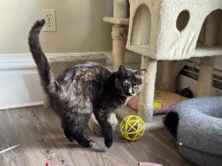 Miss Marbles