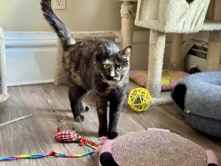 Miss Marbles