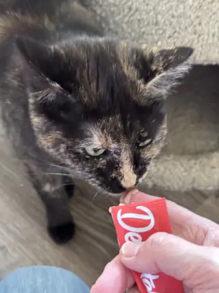 Miss Marbles