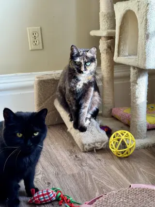 Miss Marbles