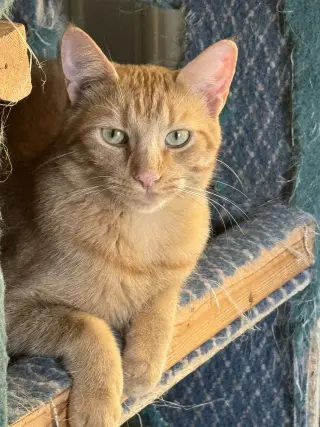 Jake
