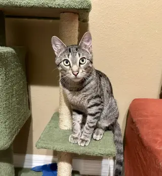 Rafa