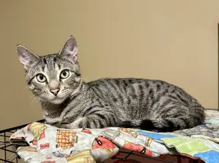 Rafa
