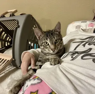 Rafa