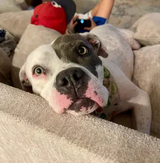 Trixie