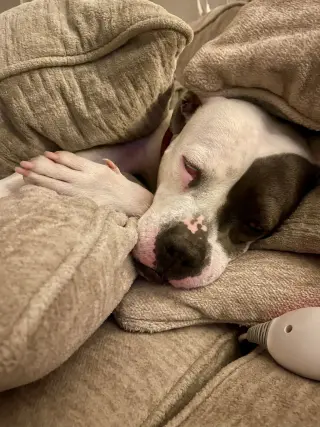 Trixie