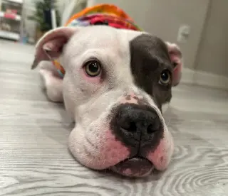 Trixie