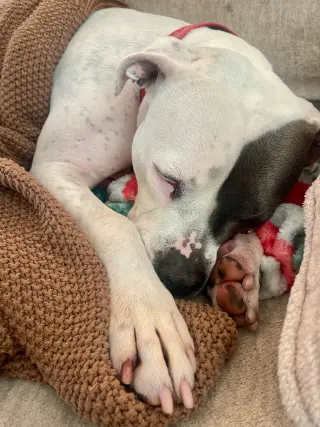 Trixie