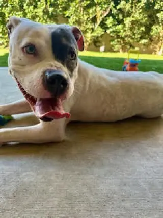 Trixie