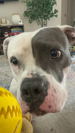 Trixie