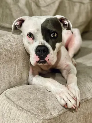 Trixie