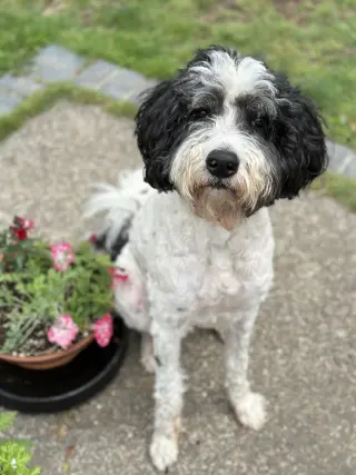 Doodle Buddy