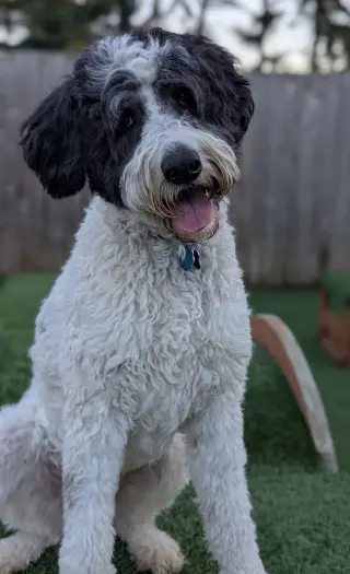 Doodle Buddy