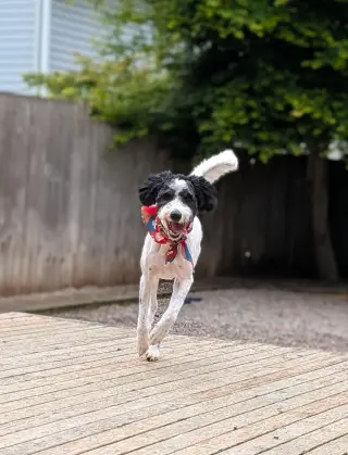 Doodle Buddy