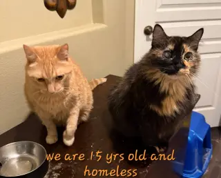 Senior Cats
