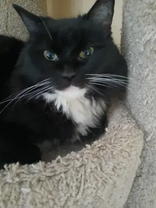 Senior Cats
