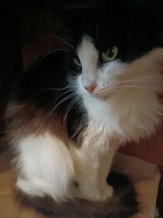 Senior Cats