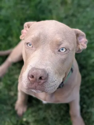 Coco