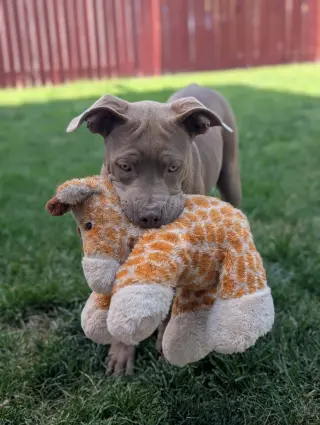 Coco