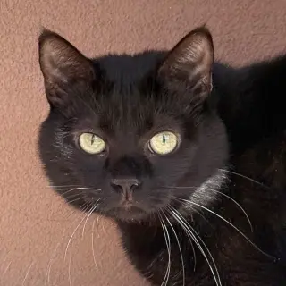 Dilly [Permanent Foster]