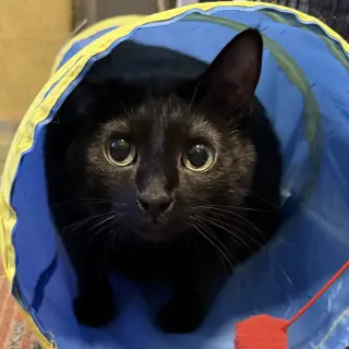 Dilly [Permanent Foster]