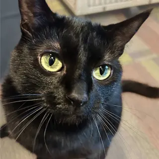 Dilly [Permanent Foster]