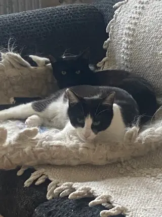 Luna and Lyra