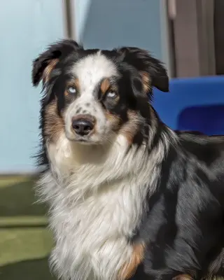 DAKOTA