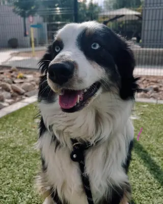 DAKOTA