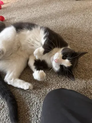 Aiden