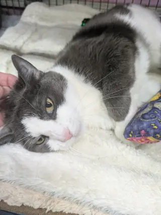 Aiden