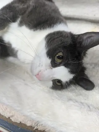 Aiden