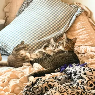 Beans & Beanie