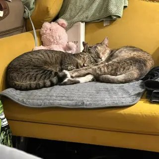 Beans & Beanie