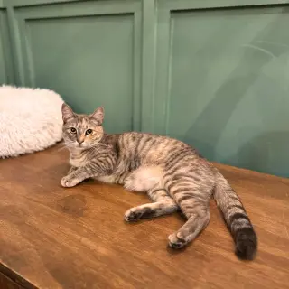 Beans & Beanie