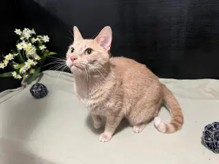 TinkerBell