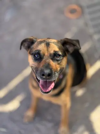 Nutmeg