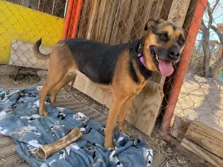 Nutmeg