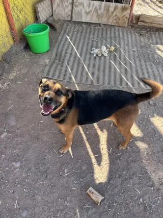 Nutmeg