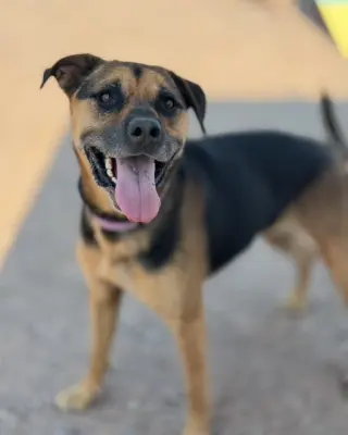 Nutmeg