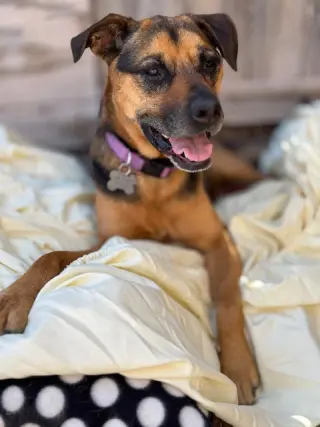 Nutmeg