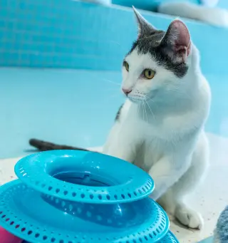 Chatty Cathy