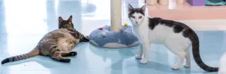 Chatty Cathy